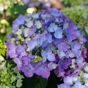 Bigleaf Hydrangea Live Plant – Pink/Purple Reblooming Flower – 4 inch Pot – Outdoor - Image 2