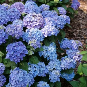 Bigleaf Hydrangea Live Plant – Pink/Purple Reblooming Flower – 4 inch Pot – Outdoor - Image 3