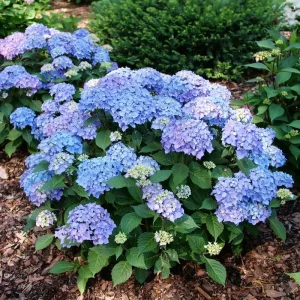 Bigleaf Hydrangea Live Plant – Pink/Purple Reblooming Flower – 4 inch Pot – Outdoor - Image 4