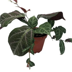 Bignonia Argyro Violacea Crossvine - Live Plant, 4'' Pot, Tropical Vine - Image 3