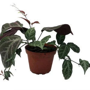 Bignonia Argyro Violacea Crossvine - Live Plant, 4'' Pot, Tropical Vine - Image 1