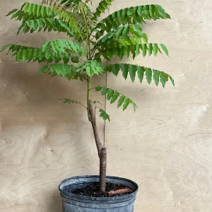 Bilimbi Live Plant - Averrhoa Bilimbi Fruit Tree, 10