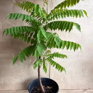 Bilimbi Live Plant - Averrhoa Bilimbi Fruit Tree, 10