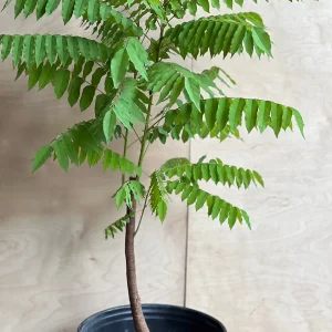 Bilimbi Live Plant - Averrhoa Bilimbi Fruit Tree, 10