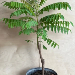 Bilimbi Live Plant - Averrhoa Bilimbi Fruit Tree, 10