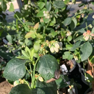 Biloxi Blueberry Live Plant - Southern Highbush, 1 Gallon Pot, 1 ft Tall - Image 2