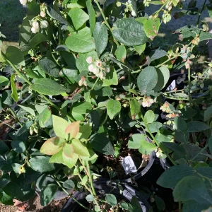 Biloxi Blueberry Live Plant - Southern Highbush, 1 Gallon Pot, 1 ft Tall - Image 3