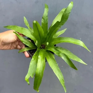 Bird Nest Fern Victoria Live Plant – Asplenium Nidus Victoria – 4 inch Pot – Indoor & Outdoor - Image 3