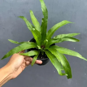 Bird Nest Fern Victoria Live Plant – Asplenium Nidus Victoria – 4 inch Pot – Indoor & Outdoor - Image 4