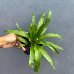 Bird Nest Fern Victoria Live Plant – Asplenium Nidus Victoria – 4 inch Pot – Indoor & Outdoor - Image 5
