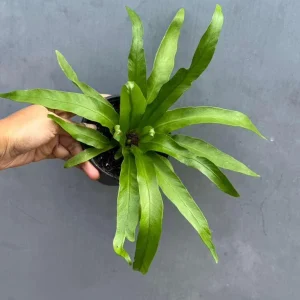 Bird Nest Fern Victoria Live Plant – Asplenium Nidus Victoria – 4 inch Pot – Indoor & Outdoor - Image 6