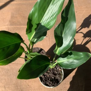 Bird of Paradise Live Plant (Strelitzia Regina) – 6 inch Cup – 5-8" Tall Tropical Indoor/Outdoor - Image 2