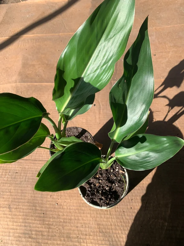 Bird of Paradise Live Plant (Strelitzia Regina) – 6 inch Cup – 5-8" Tall Tropical Indoor/Outdoor - Image 2