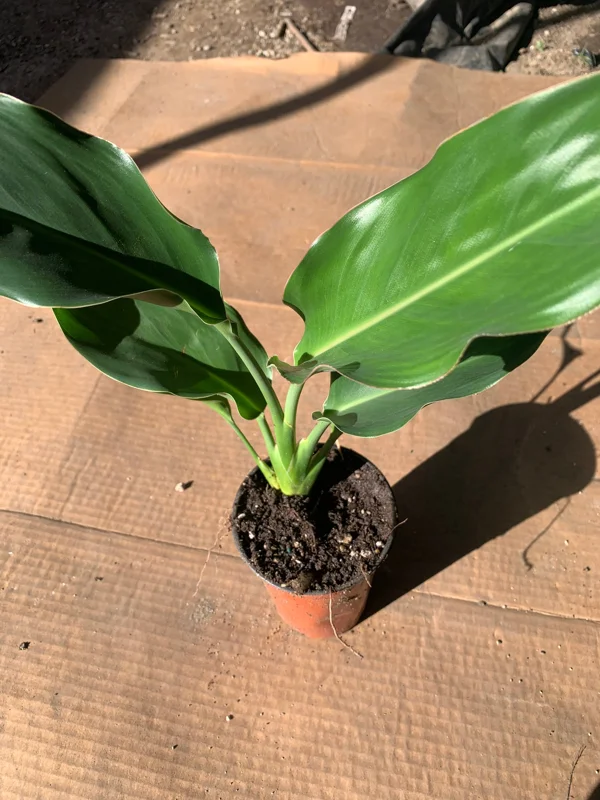 Bird of Paradise Live Plant (Strelitzia Regina) – 6 inch Cup – 5-8" Tall Tropical Indoor/Outdoor - Image 3