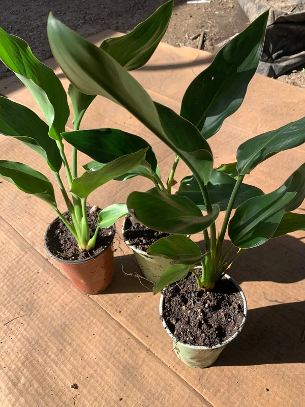 Bird of Paradise Live Plant (Strelitzia Regina) – 6 inch Cup – 5-8" Tall Tropical Indoor/Outdoor - Image 1