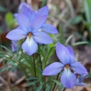 Bird's-Foot Violet (Viola Pedata) Bare-Root Plant – Native Perennial Flower - Image 2