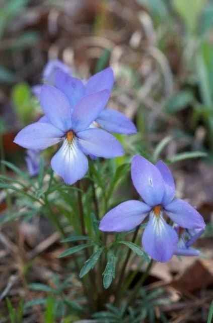 Bird's-Foot Violet (Viola Pedata) Bare-Root Plant – Native Perennial Flower - Image 2
