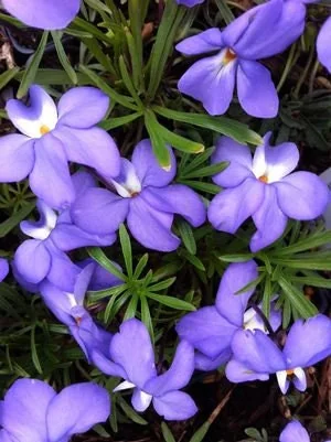 Bird's-Foot Violet (Viola Pedata) Bare-Root Plant – Native Perennial Flower - Image 3
