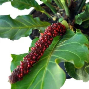 Bird's Nest Anthurium Superbum Live Plant - 4