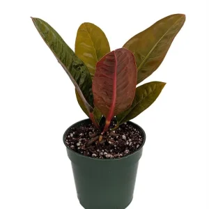 Bird's Nest Anthurium Superbum Live Plant - 4" Pot - Indoor Tropical Foliage - Image 1