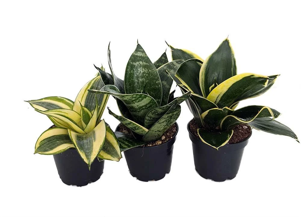 Birdsnest Snake Plant Collection - Live Sansevieria Houseplants - 3 Plants in 2" Pots - Image 1