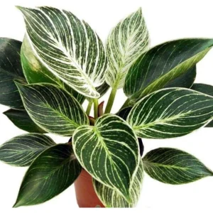 Birkin Philodendron Live Plant – 4" Pot – White Veined Leaves – Indoor Houseplant - Image 2