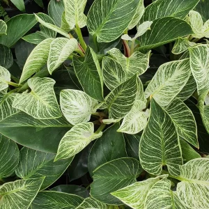 Birkin Philodendron Live Plant – 4