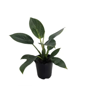 Birkin Philodendron Live Plant – 4" Pot – White Veined Leaves – Indoor Houseplant - Image 1