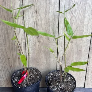 Black Asper Bamboo Live Plant - 6 inch Pot, Ornamental Black Bamboo for Outdoor & Indoor - Image 7