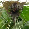 Black Bat Plant (Tacca Chantrieri) Live Plant - 4" Nursery Pot Starter - Indoor/Outdoor - Image 1
