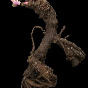 Black Beauty Peony Bareroot - 2-3 Eye Deep Red Fragrant Flower Plant - Image 2