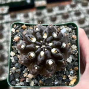 Black Cactus Neochilenia Huascensis Live Plant – Rare Cactus in 4 inch Pot - Image 2