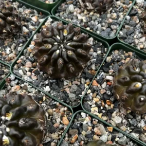 Black Cactus Neochilenia Huascensis Live Plant – Rare Cactus in 4 inch Pot - Image 5