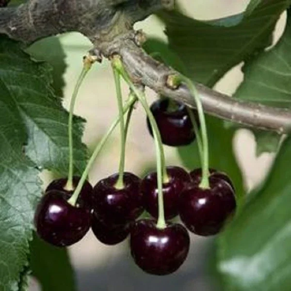 Black Cherry Tree Live Plant - 2 ft Tall Prunus serotina - Outdoor Fruit Tree - Image 1
