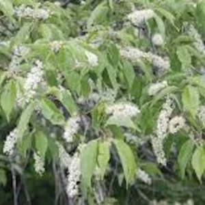 Black Cherry Tree Prunus serotina Bare Root – 10 Pack, 12-24in Tall, Outdoor - Image 3