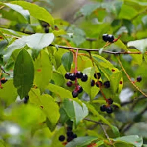 Black Cherry Tree Prunus serotina Bare Root – 10 Pack, 12-24in Tall, Outdoor - Image 4