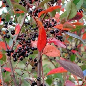 Black Chokeberry (Aronia melanocarpa) Bare Root Plant - 2 Pack, Edible Berries - Image 2