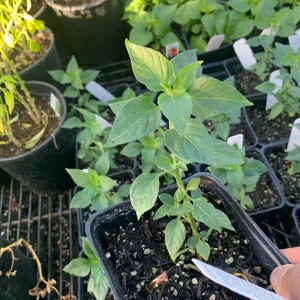 Black Cobra Pepper Live Plant - 3 inch Pot - Hot Chili Variety - Image 2