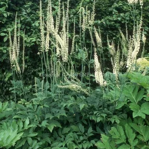 Black Cohosh Bare-root Plant (Actaea racemosa) | Shade Perennial - Image 2
