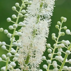 Black Cohosh Bare-root Plant (Actaea racemosa) | Shade Perennial - Image 3
