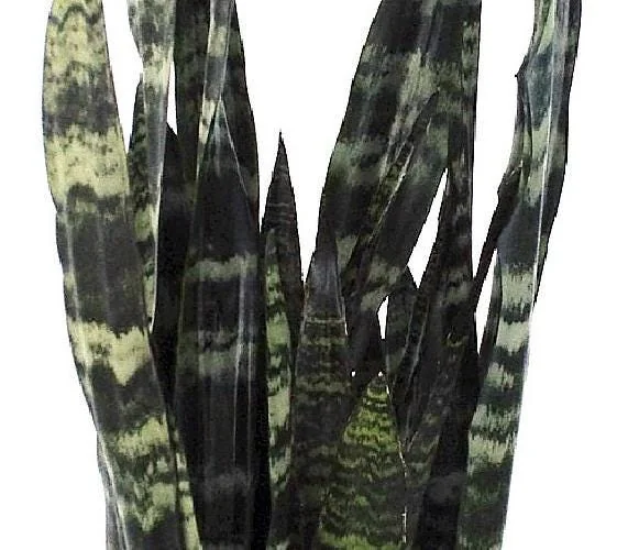 Black Coral Snake Plant Live Plant – Sansevieria – 4 inch Pot – Indoor - Image 2