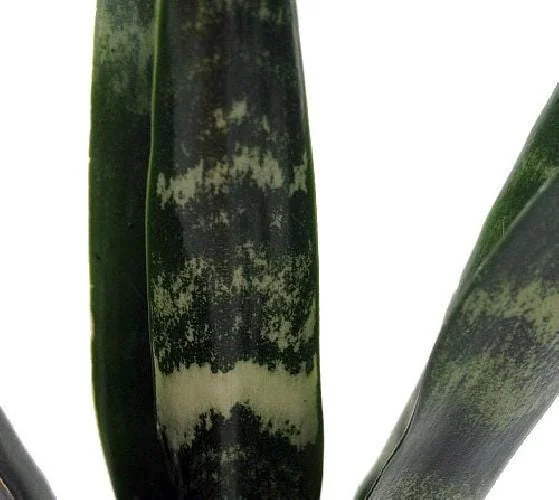 Black Coral Snake Plant Live Plant – Sansevieria – 4 inch Pot – Indoor - Image 3