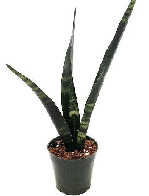 Black Coral Snake Plant Live Plant – Sansevieria – 4 inch Pot – Indoor - Image 1