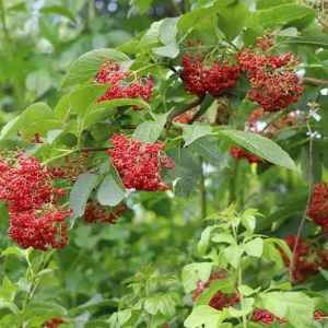 Black Elderberry Live Plant – Edible Berries, Quart Pot (12