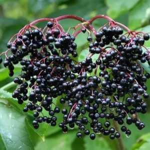 Black Elderberry Live Plant – Edible Berries, Quart Pot (12" Tall) Outdoor Shrub - Image 2