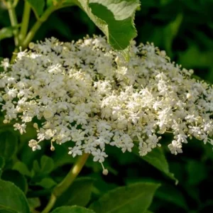 Black Elderberry Live Plant – Edible Berries, Quart Pot (12