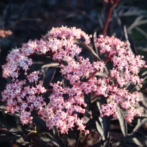 Black Elderberry Live Plant – Edible Berries, Quart Pot (12