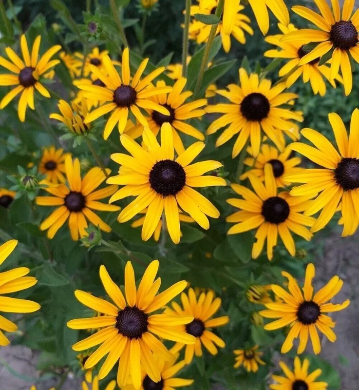 Black Eyed Susan Seeds - Heirloom Perennial Non-GMO Flower Rudbeckia - Image 2