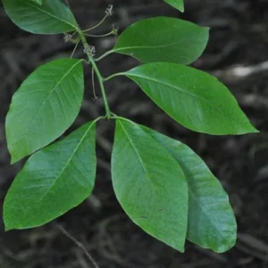 Black Gum Nyssa Sylvatica Seedlings - 2 Live Trees (8-18 inches) - Outdoor - Image 2