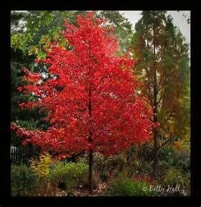 Black Gum Nyssa Sylvatica Seedlings - 2 Live Trees (8-18 inches) - Outdoor - Image 1